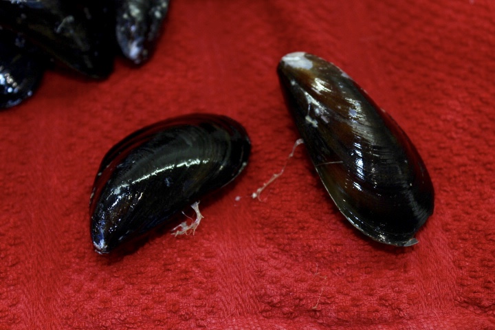 mussel beards