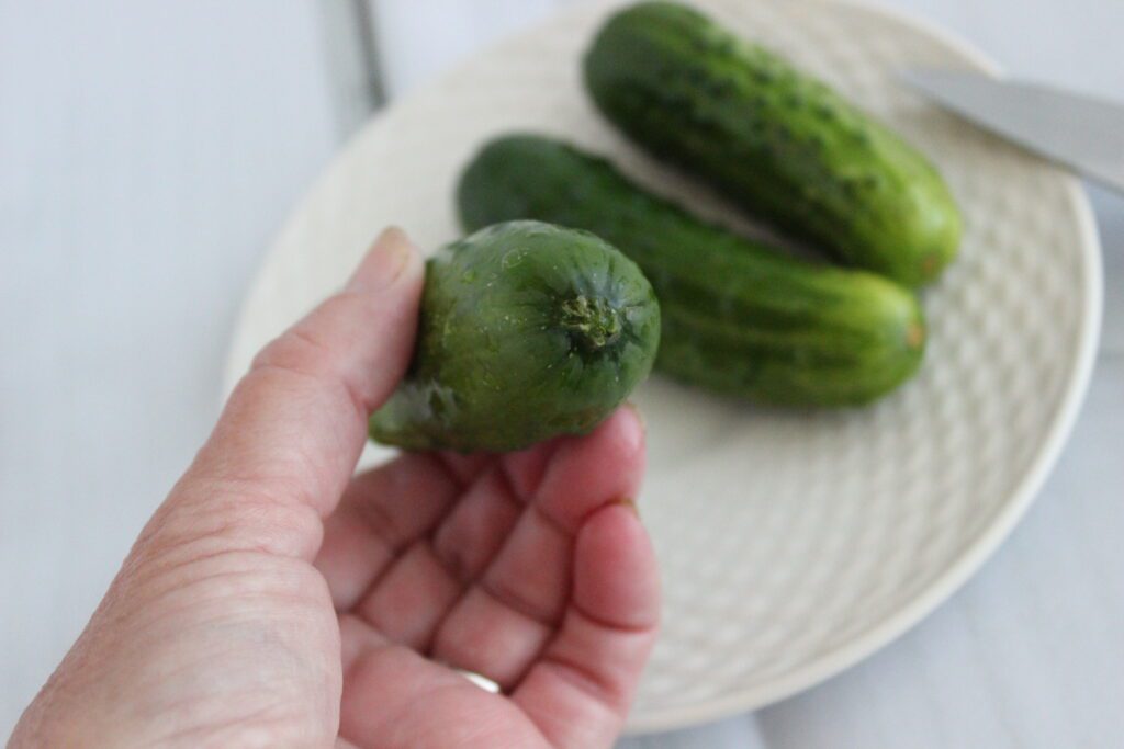 stem end of a cucumber